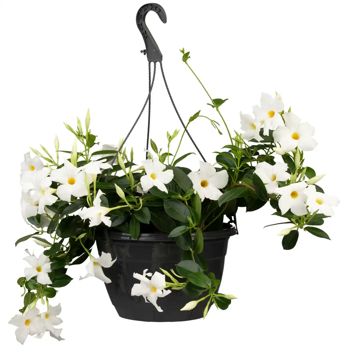 Bild 1 von toom Dipladenie Ampel verschiedene Farben 19 cm Topf