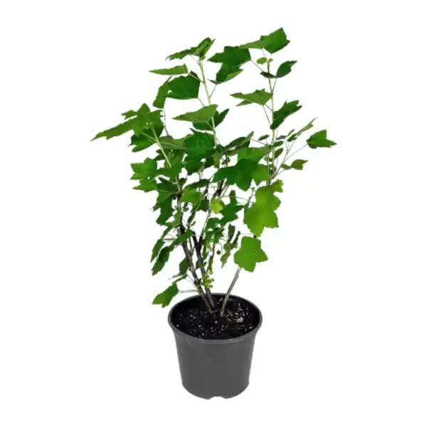 Bild 3 von GARDENLINE Beerenstrauch