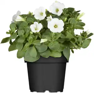 Petunie 13 cm Topf