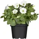 Bild 1 von Petunie 13 cm Topf