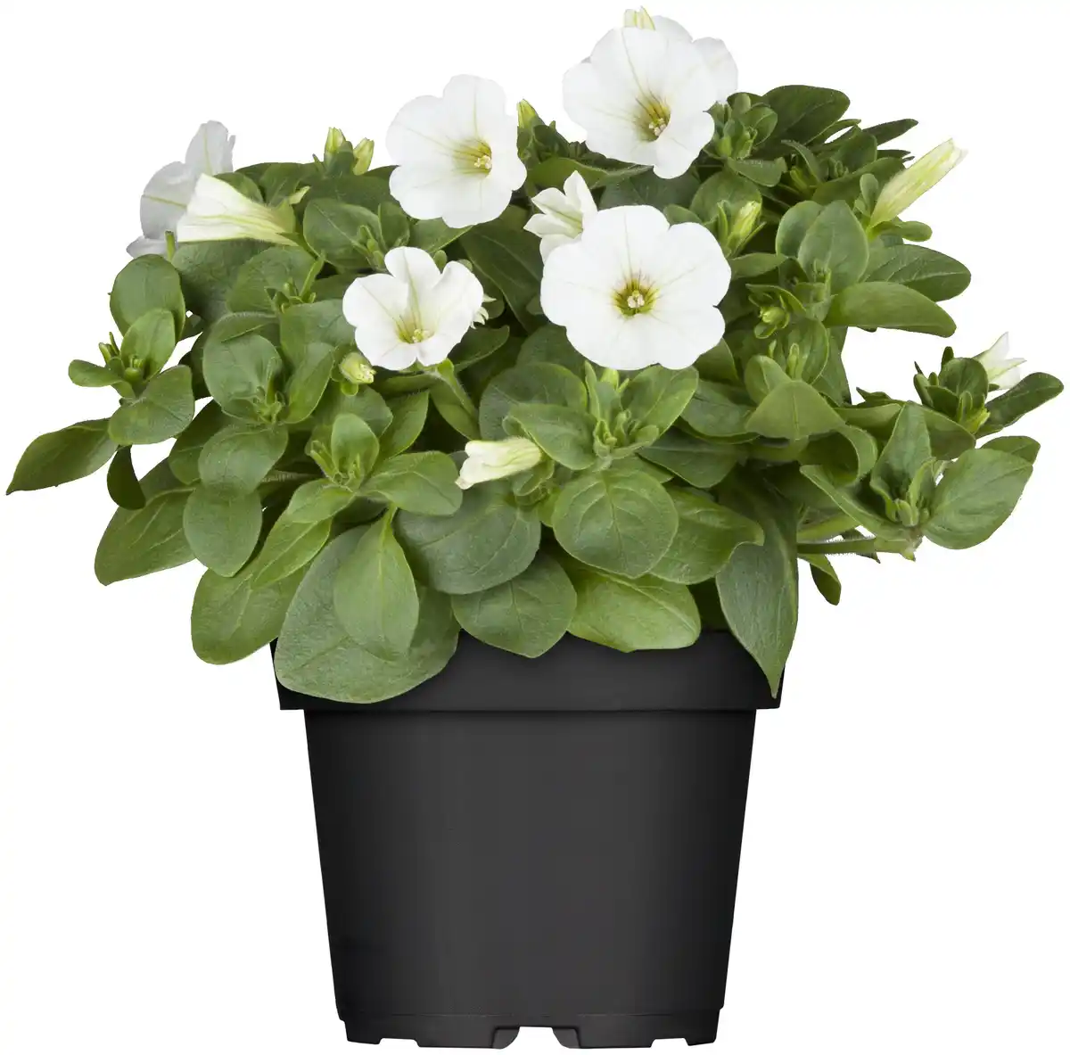 Bild 1 von Petunie 13 cm Topf
