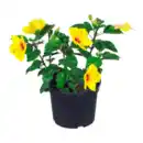 Bild 4 von GARDENLINE Hibiskus / Dipladenia