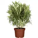 Bild 1 von toom Oleander-Busch verschiedene Farben 50 bis 60 cm, 17 cm Topf