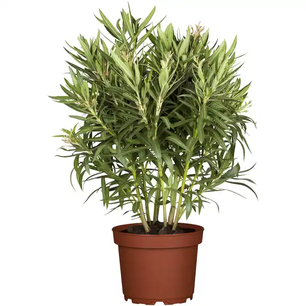 Bild 1 von toom Oleander-Busch verschiedene Farben 50 bis 60 cm, 17 cm Topf