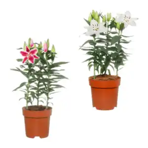 GARDENLINE Orientalische Lilien
