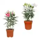 Bild 1 von GARDENLINE Orientalische Lilien