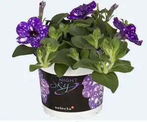 Petunie 13 cm Topf