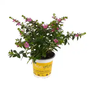 toom Köcherblümchen 'FloriGlory' verschiedene Farben 10,5 cm Topf