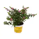 Bild 1 von toom Köcherblümchen 'FloriGlory' verschiedene Farben 10,5 cm Topf