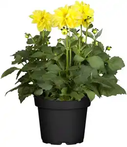 Dahlie 13 cm Topf