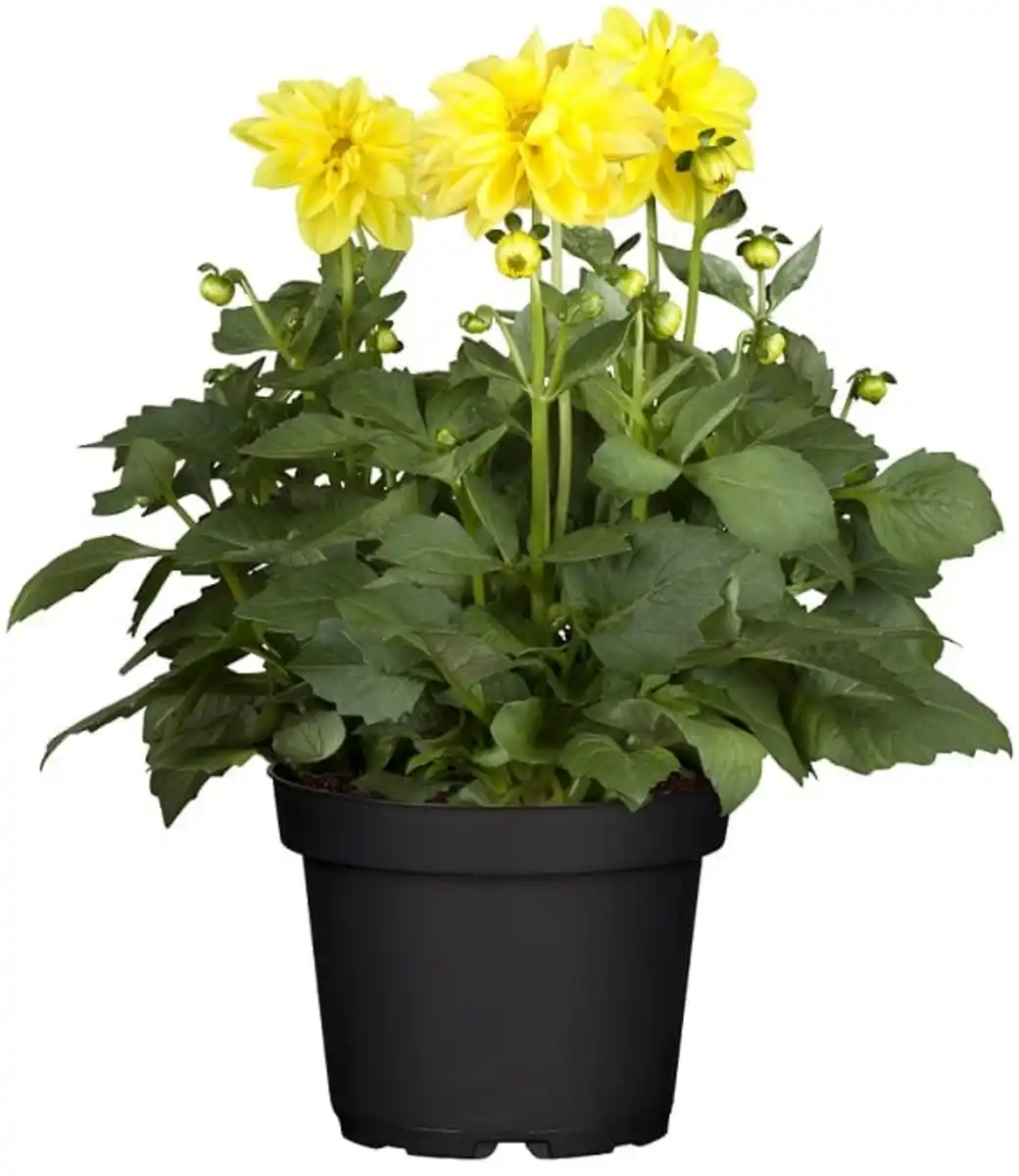 Bild 1 von Dahlie 13 cm Topf