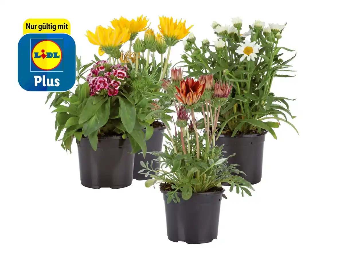 Bild 1 von Sommerblüher & Stauden