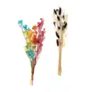 Bild 1 von HOME CREATION Trockenblumen