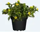 Bild 1 von Husarenknöpfchen Sanvitalia 13 cm Topf