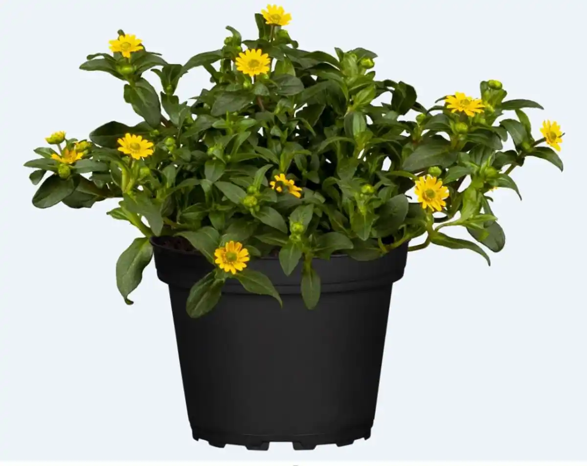 Bild 1 von Husarenknöpfchen Sanvitalia 13 cm Topf