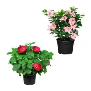 GARDENLINE Hibiskus / Dipladenia