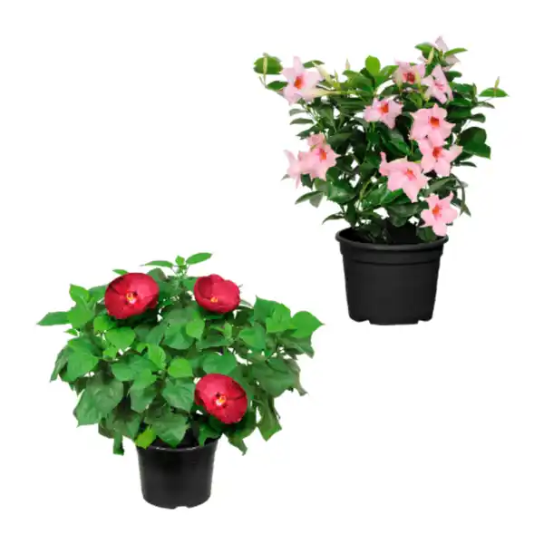 Bild 1 von GARDENLINE Hibiskus / Dipladenia