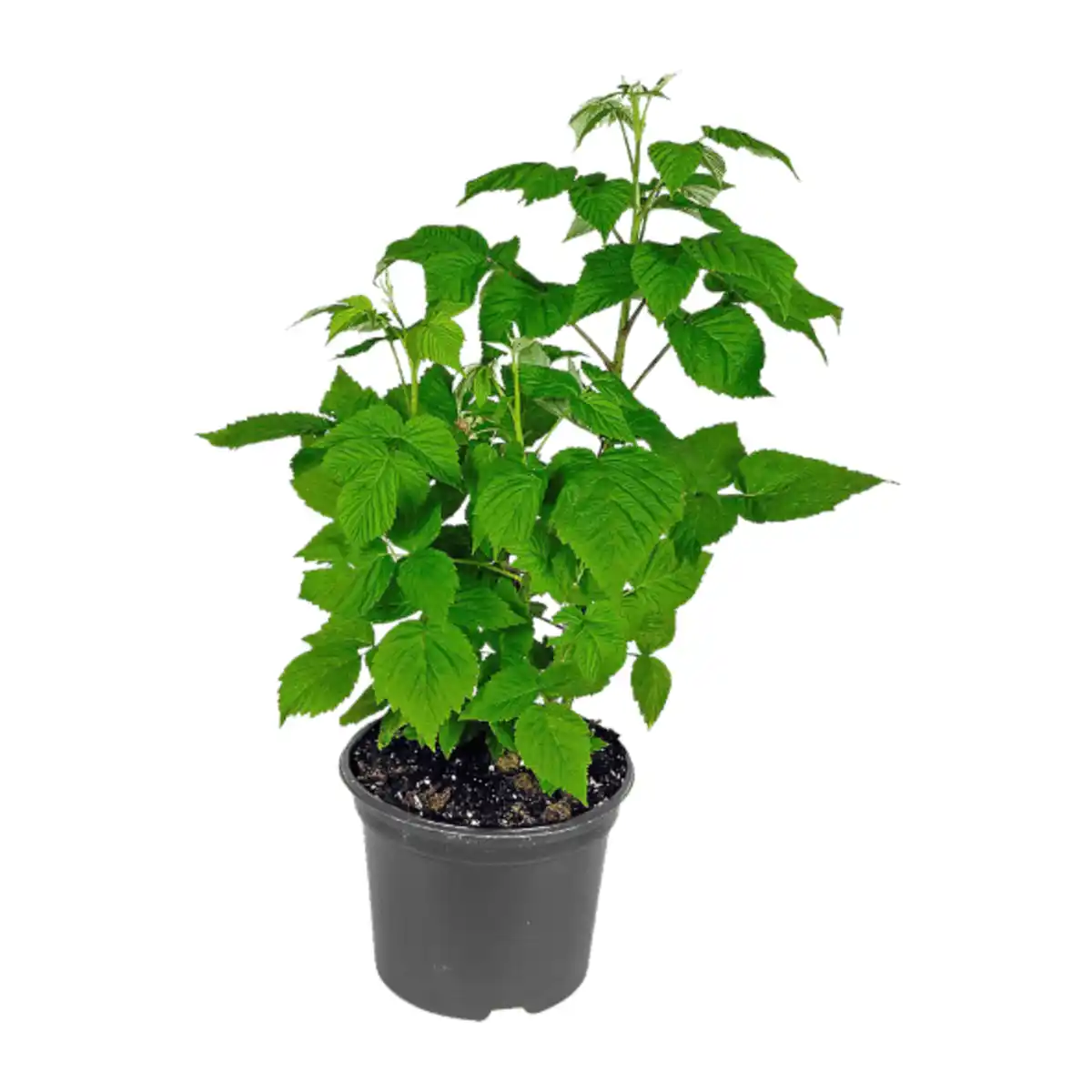 Bild 4 von GARDENLINE Beerenstrauch