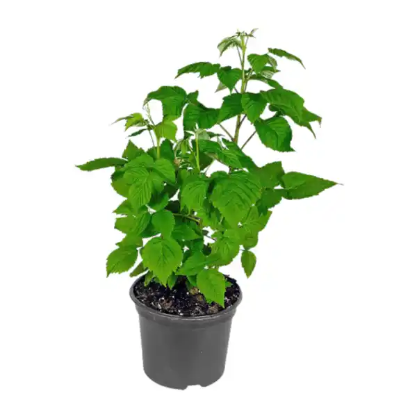 Bild 4 von GARDENLINE Beerenstrauch