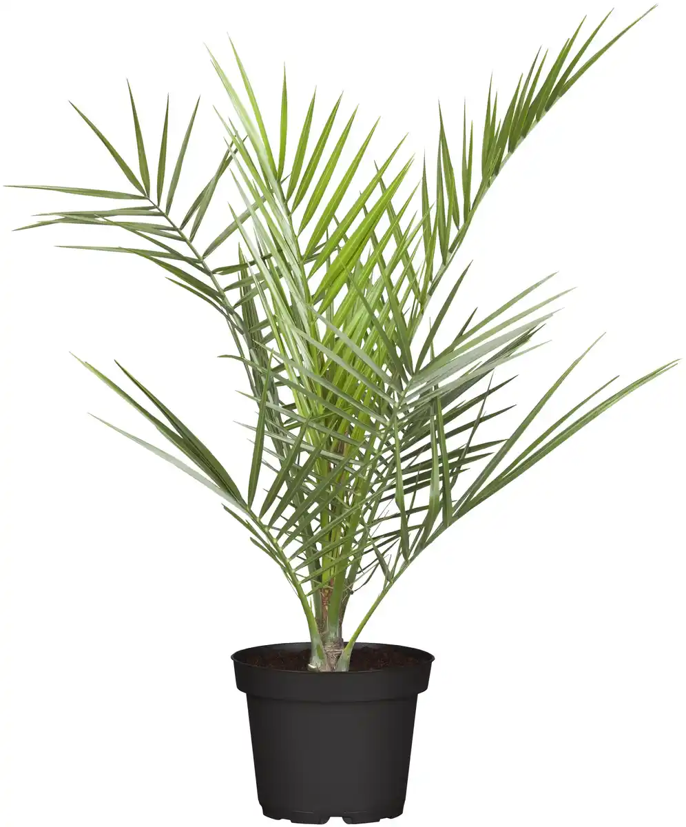 Bild 1 von Dattelpalme Phoenix Dactylifera H ca 55 cm 14 cm Topf