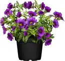Bild 1 von Petunie Calibrachoa 13 cm Topf