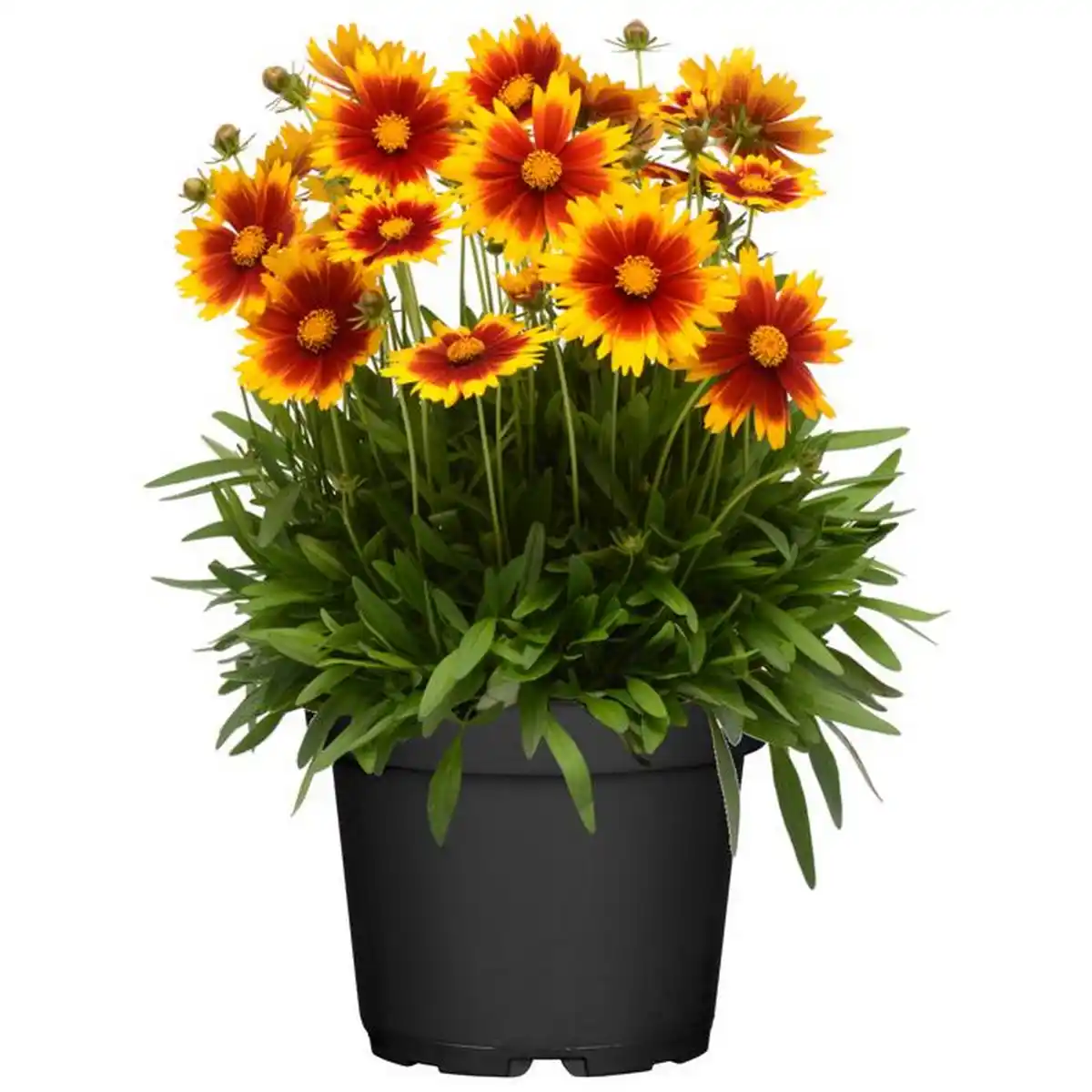 Bild 1 von toom Staude verschiedene nützlingsfördernde Sorten 13 cm Topf