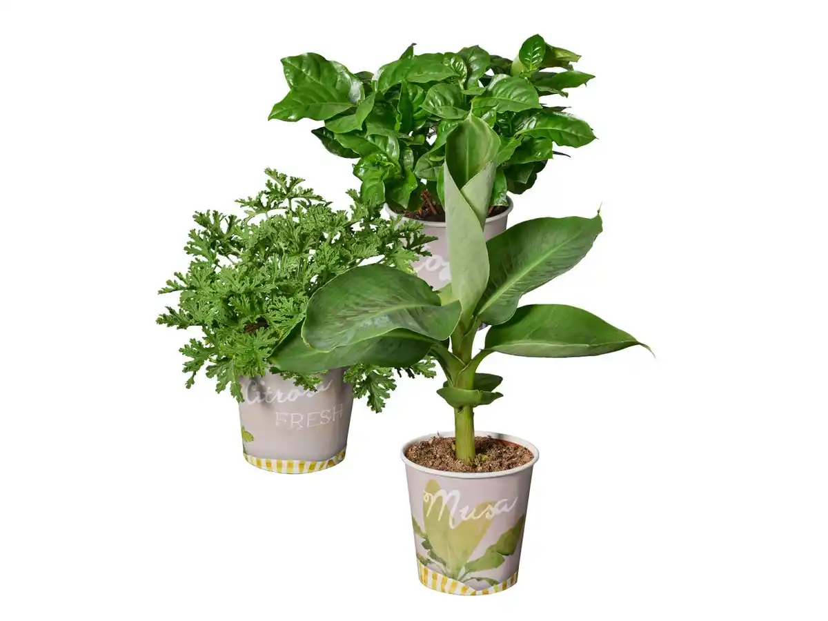 Bild 1 von Frucht-/Zierpflanzen im Becher