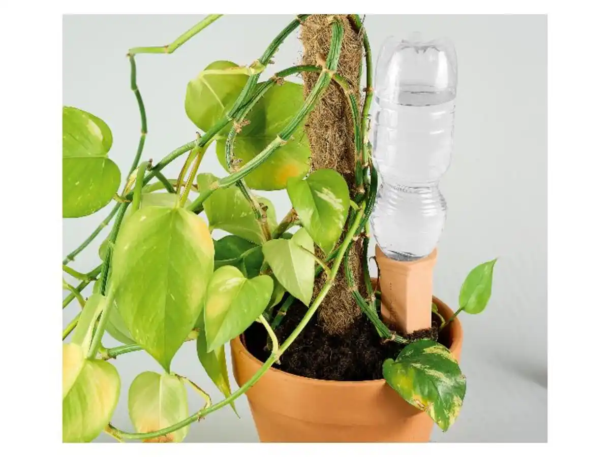 Bild 2 von PARKSIDE® Pflanzen-Bewässerung, aus Terracotta