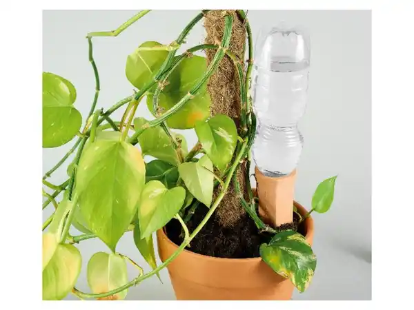 Bild 2 von PARKSIDE® Pflanzen-Bewässerung, aus Terracotta