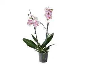 Schmetterlingsorchidee
