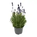 Bild 3 von GARDENLINE Lavendel