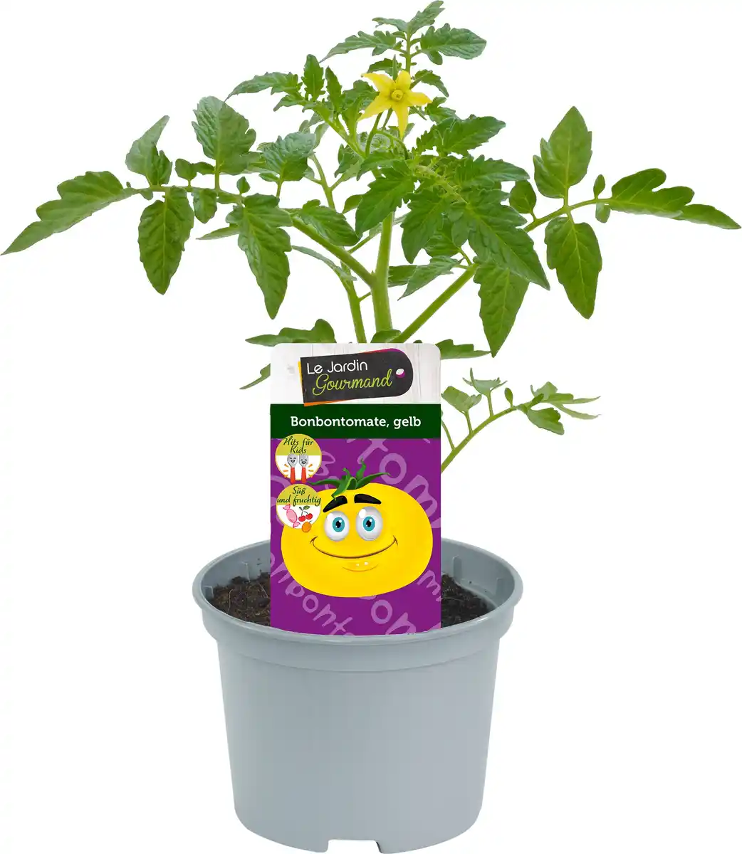 Bild 1 von Gelbe Bonbontomate - 12 cm Topf