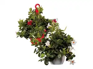 Dipladenia-Ampel