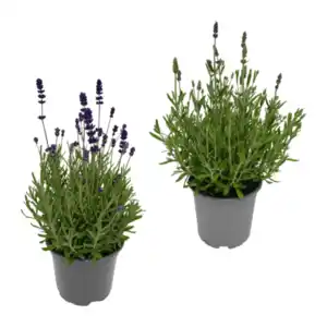 GARDENLINE Lavendel