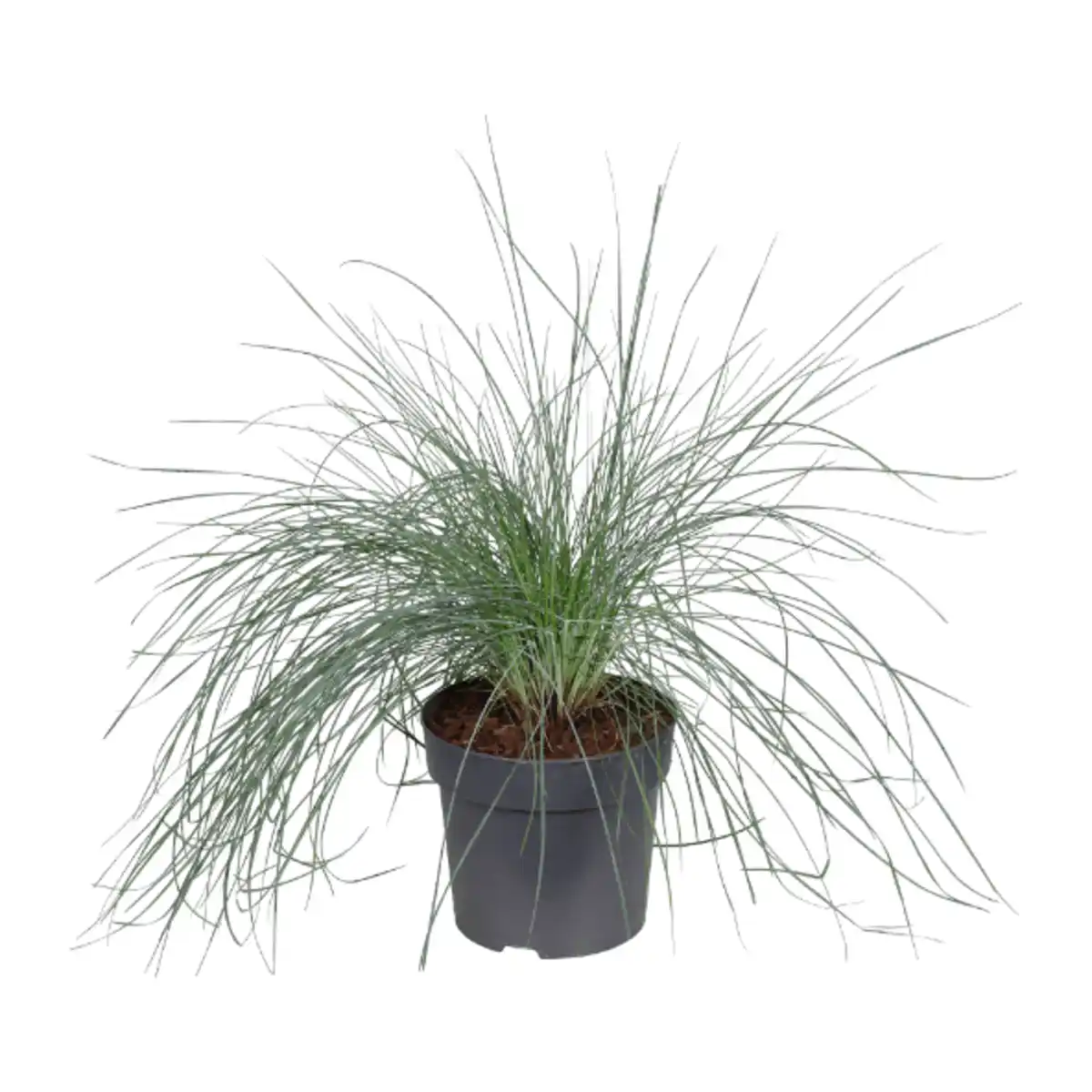 Bild 4 von GARDENLINE Immergrüne Gräser