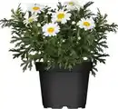Bild 1 von Margeriten Busch Argyranthemum frutescens weiß 13 cm Topf