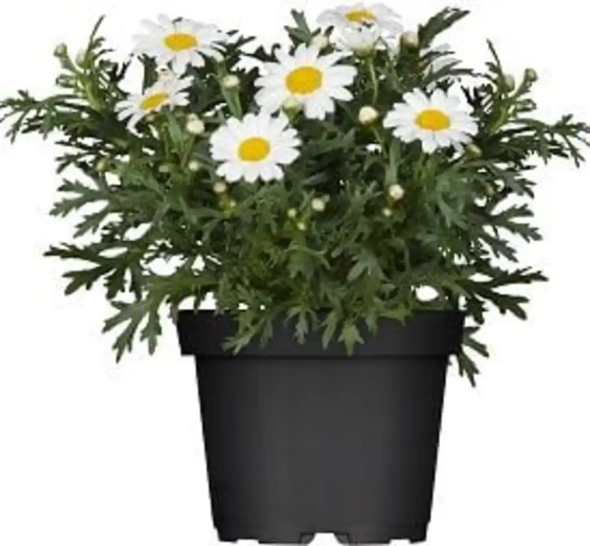 Bild 1 von Margeriten Busch Argyranthemum frutescens weiß 13 cm Topf