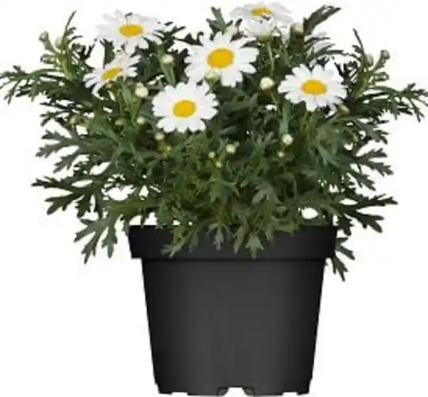Bild 1 von Margeriten Busch Argyranthemum frutescens weiß 13 cm Topf