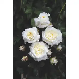toom Beetrosen-Mix 21 cm Topf