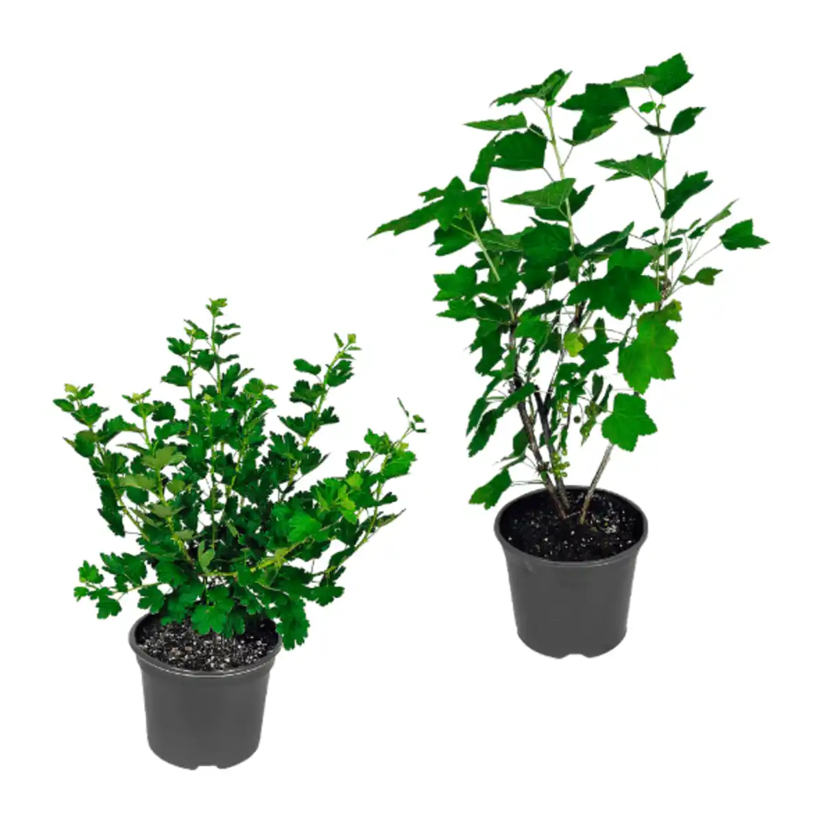 Bild 1 von GARDENLINE Beerenstrauch