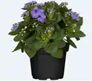 Bild 1 von Leberbalsam Ageratum houstonianum 13 cm Topf