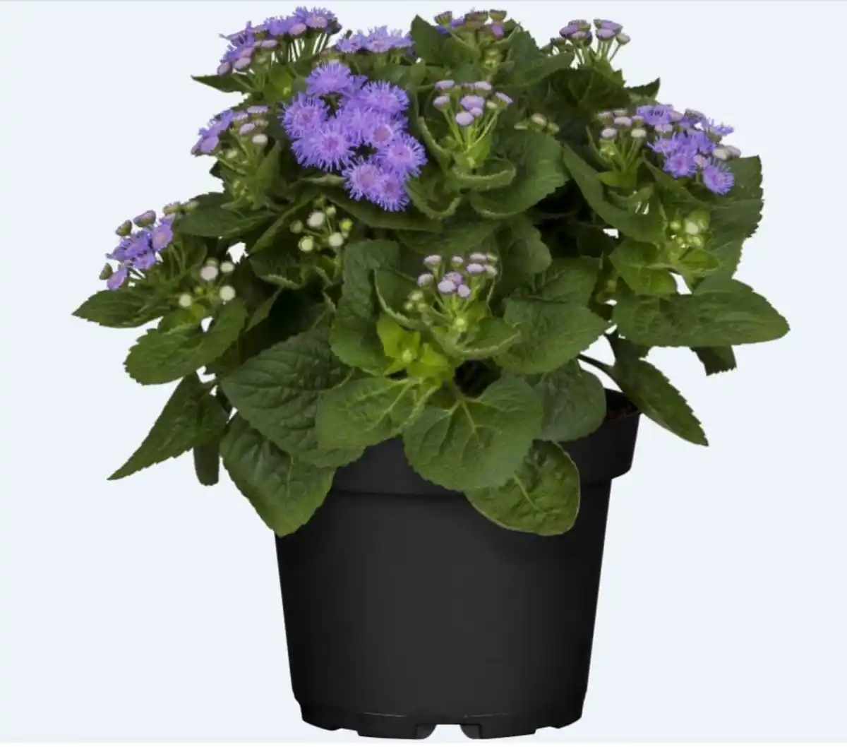 Bild 1 von Leberbalsam Ageratum houstonianum 13 cm Topf