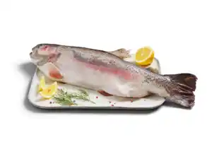 Fischerstolz Ganze Lachsforelle