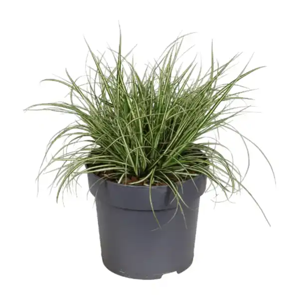 Bild 2 von GARDENLINE Immergrüne Gräser
