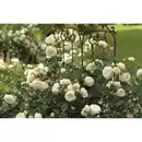 Bild 1 von toom Strauchrose Mix 21 cm Topf