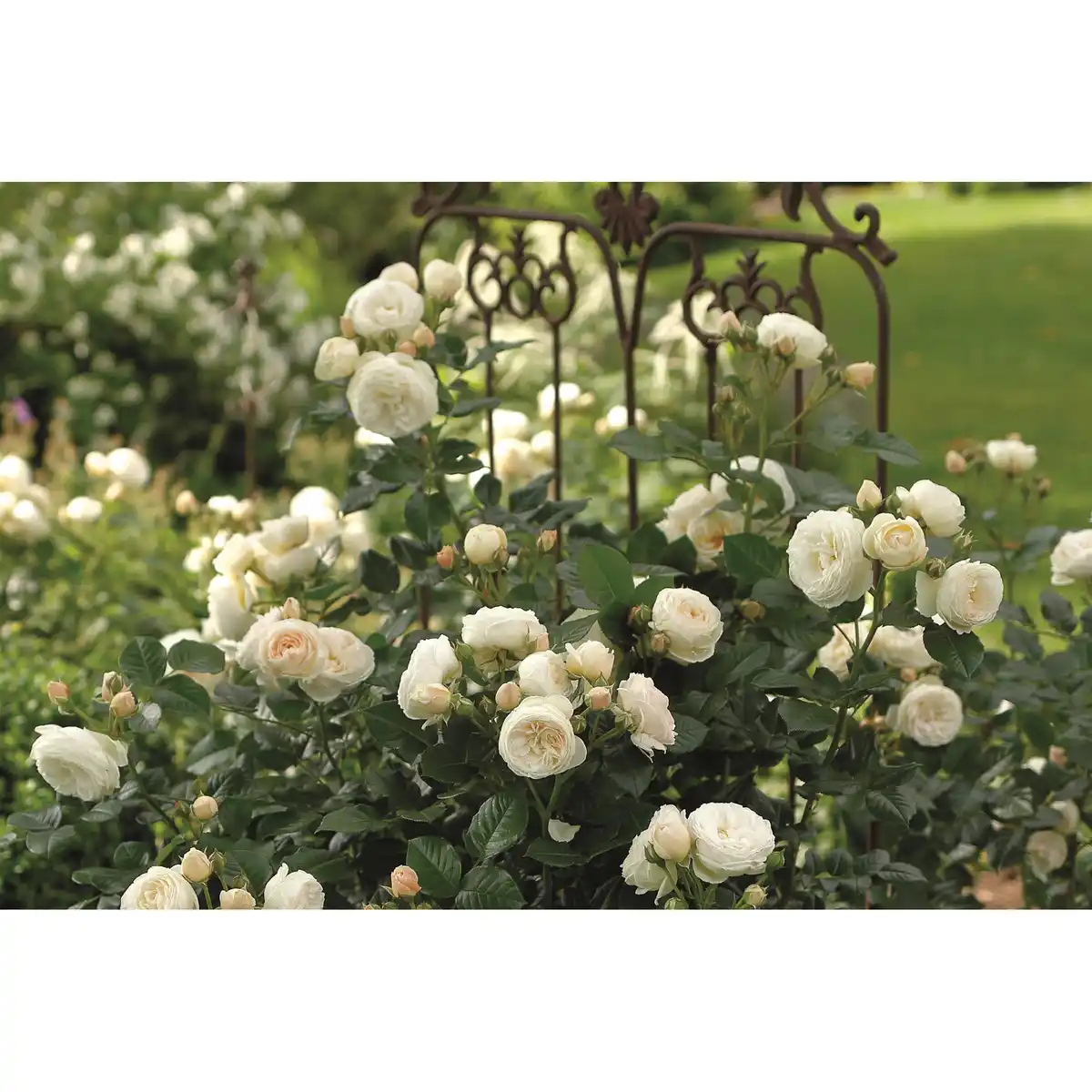 Bild 1 von toom Strauchrose Mix 21 cm Topf