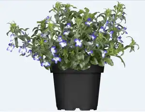 Lobelie 13 cm Topf