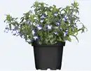 Bild 1 von Lobelie 13 cm Topf