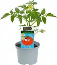 Bild 1 von Rote Bonbontomate 12 cm Topf
