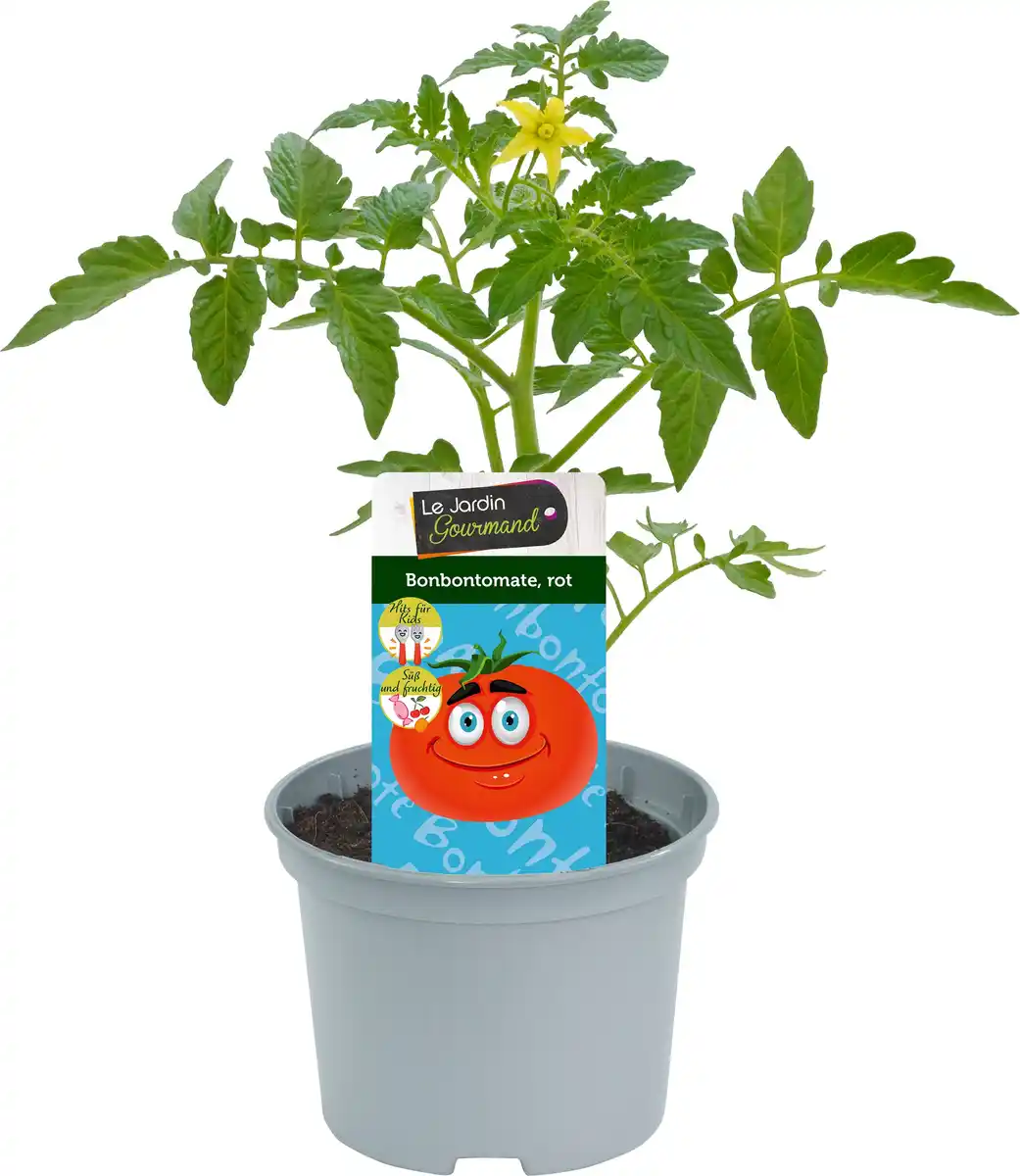 Bild 1 von Rote Bonbontomate 12 cm Topf